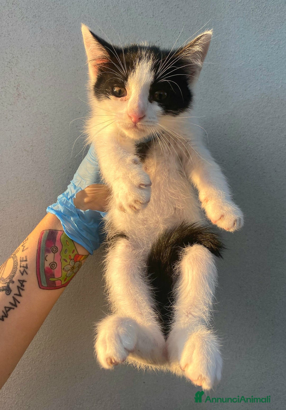 Meticcio gatti in regalo: Jasper gattino di 2 mesi a Provincia di Teramo - Immagine 3
