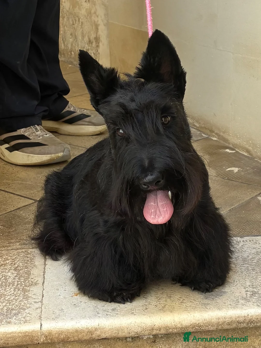 Scottish Terrier cani in vendita: Cuccioli Scottish Terrier - Annuncio 1