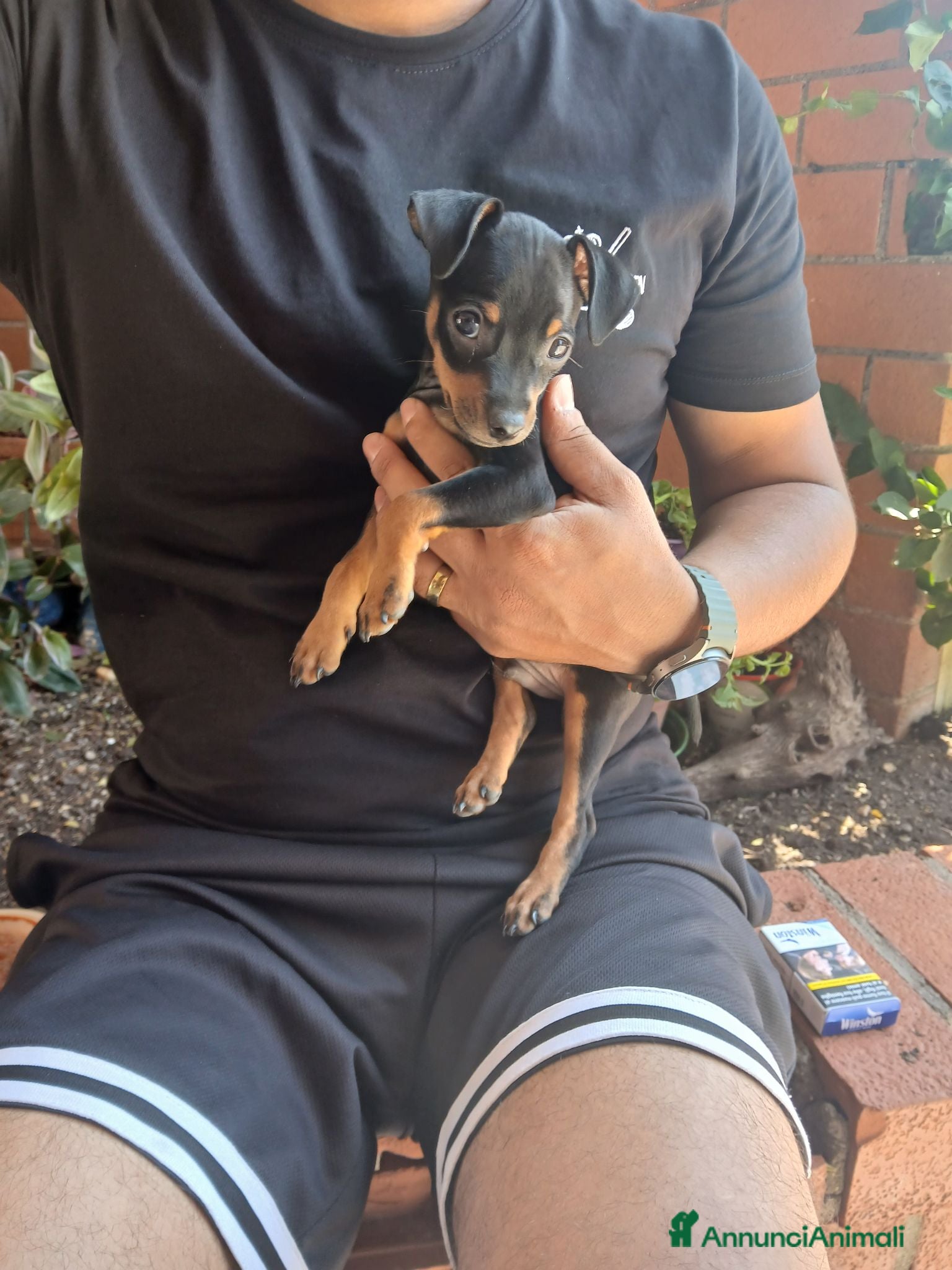 Pinscher Miniatura cani Vendo pinsher nano per conto di una amica mia - Annuncio 30