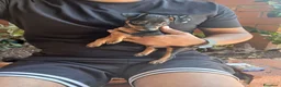 Pinscher Miniatura cani in vendita: Vendo pinsher nano per conto di una amica mia a Provincia di Latina - Annuncio 1