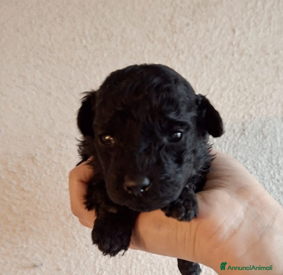 Barboncino Toy cani in vendita: Cuccioli di Barboncino Toy Nero - Total Black - Annuncio 6