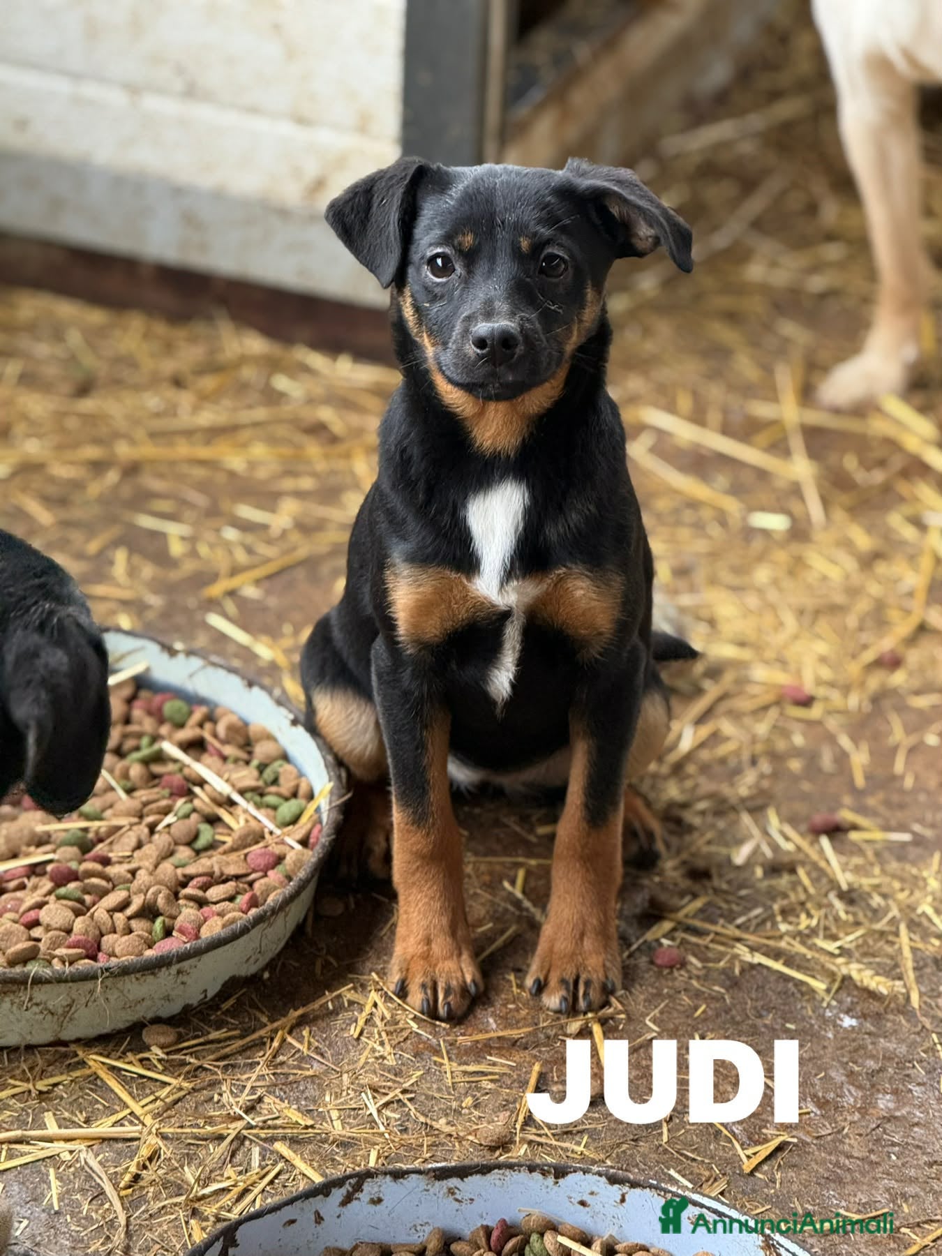 Meticcio cani JUDI, cucciola rimasta sola! TG MEDIO PICCOLA - Annuncio 4