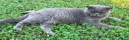 Scottish gatti in vendita: Gattini scottish straight e fold a Provincia di Padova - Annuncio 3