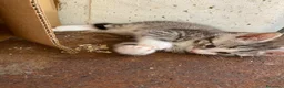 Meticcio gatti in vendita: Gattini incrocio Main coon - Annuncio 3