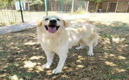 Pastore Maremmano cani in regalo: NICKY il gigante più buono!! a Città Metropolitana di Firenze - Immagine 3