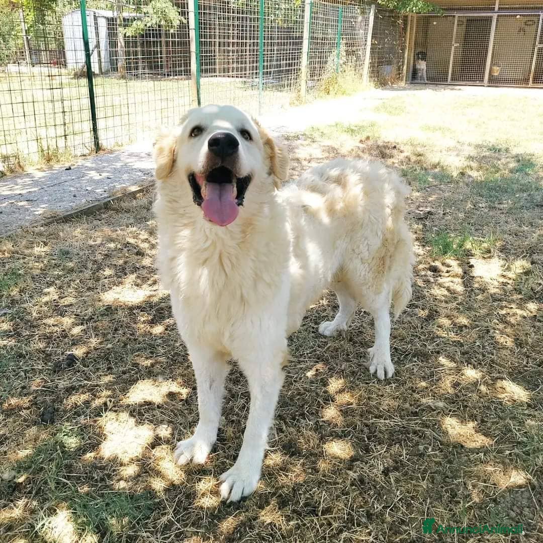 Pastore Maremmano cani in regalo: NICKY il gigante più buono!! a Città Metropolitana di Firenze - Immagine 3