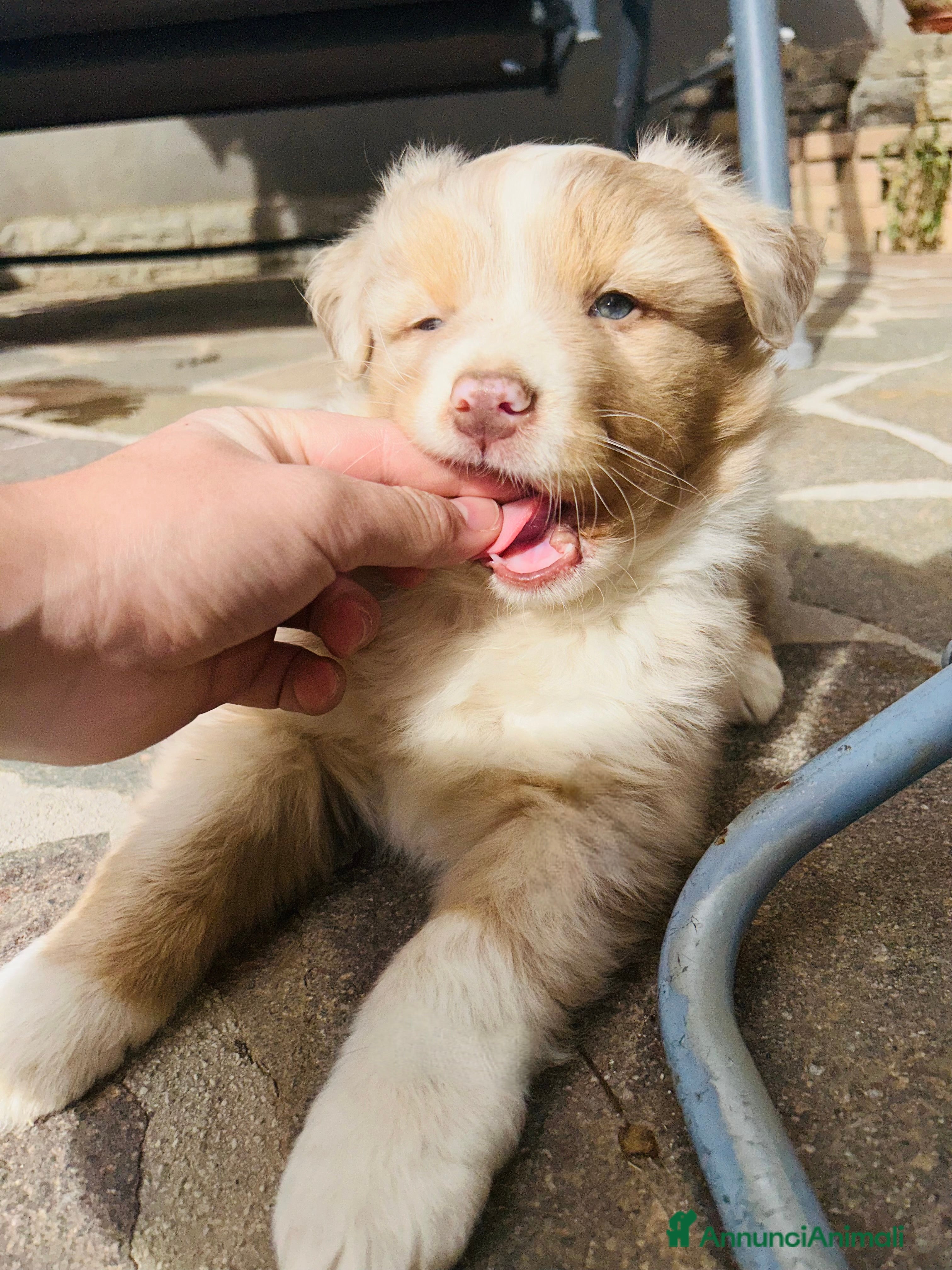 Australian Shepherd cani Cucciolo maschio di pastore australiano  - Annuncio 1