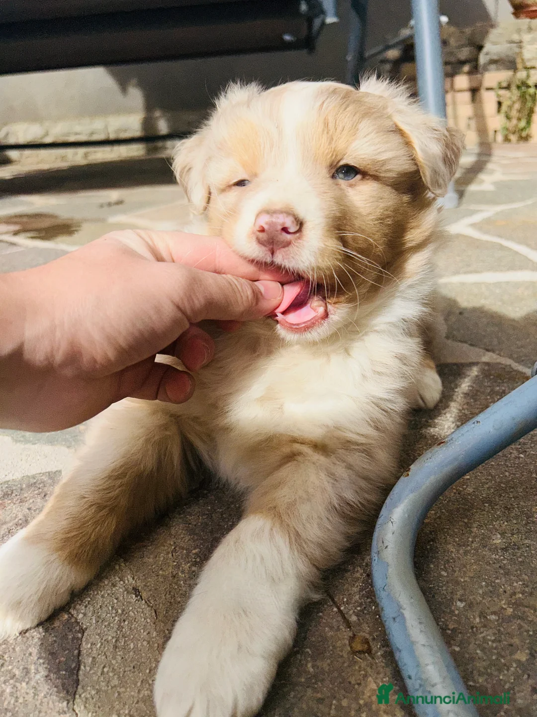 Australian Shepherd cani in vendita: Cucciolo maschio di pastore australiano  - Annuncio 1