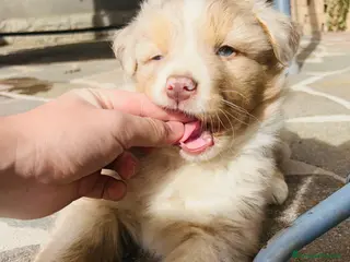 Australian Shepherd cani Cucciolo maschio di pastore australiano - Annuncio 1