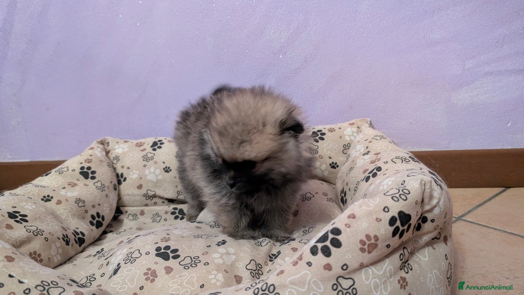 Volpino Pomerania cani in vendita: Volpino pomerania pedigree - Annuncio 11