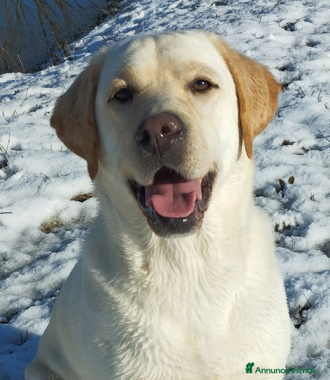 Labrador cani in vendita: Cucciola di Labrador retriever - Annuncio 2