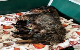 Bassotto cani in vendita: Cuccioli di bassotto standard pelo ruvido a Provincia di Varese - Immagine 4