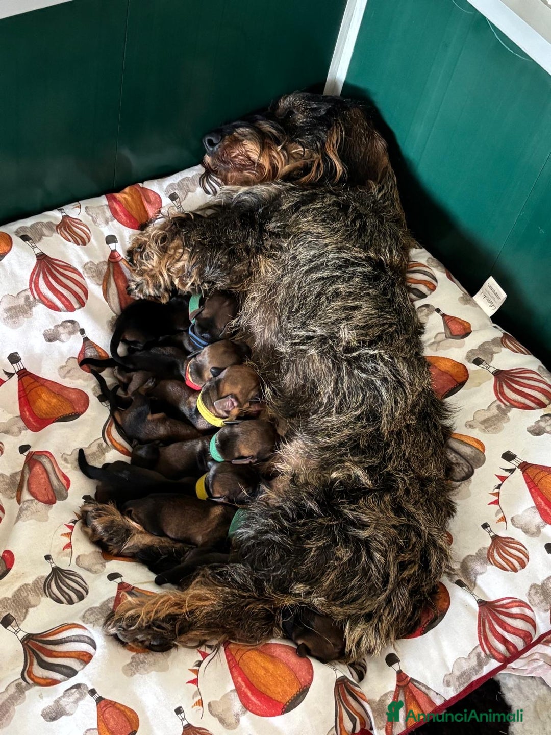 Bassotto cani in vendita: Cuccioli di bassotto standard pelo ruvido a Provincia di Varese - Immagine 4