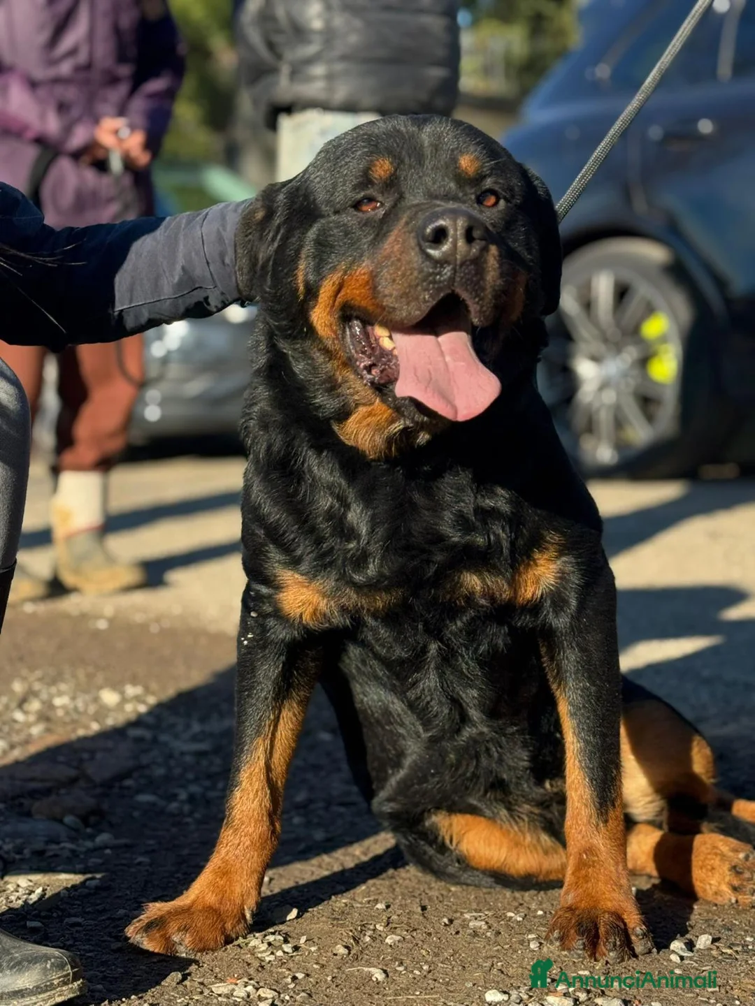 Rottweiler cani in regalo: Ares: 7 anni, Rottweiler equilibrato, socievole  a Città Metropolitana di Genova - Annuncio 25