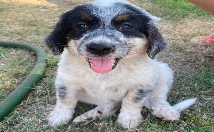 Meticcio cani a Provincia di Latina - Annuncio 13
