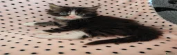 Maine Coon gatti in vendita: Cuccioli Maine coon  - Annuncio 5