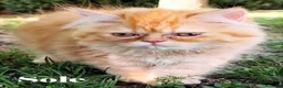 Persiano gatti in vendita: Cuccioli Persiani Doll Face a Provincia di Lucca - Annuncio 5