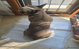 Bulldog Francese cani per accoppiamento: Bulldog francese - Immagine 2