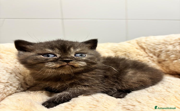 British gatti a Provincia di Lodi - Annuncio 7
