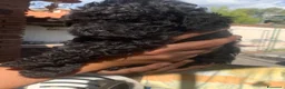 Barboncino Toy cani in vendita: cucciolo di barboncino toy a Città metropolitana di Catania - Annuncio 2