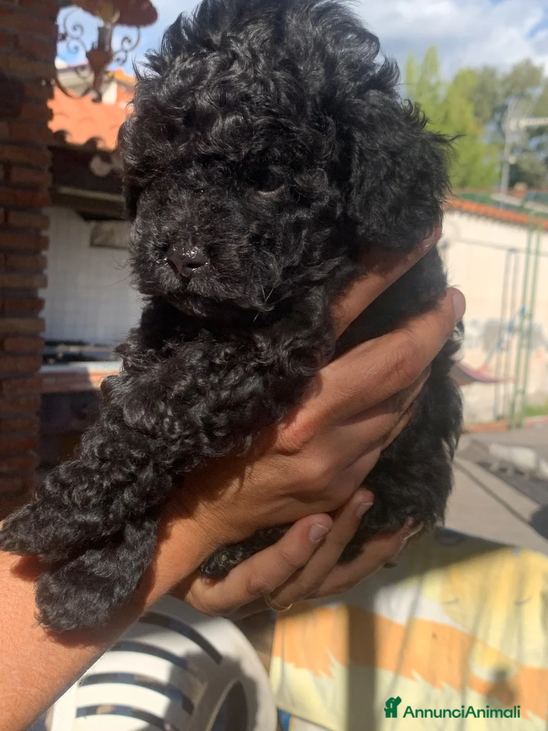 Barboncino Toy cani in vendita: cucciolo di barboncino toy a Città metropolitana di Catania - Annuncio 2