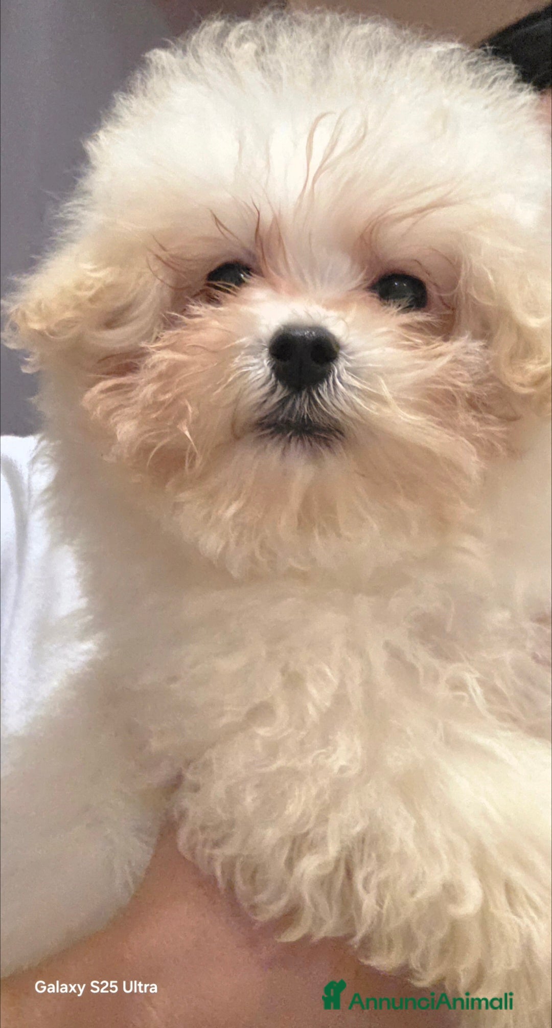 Meticcio cani in vendita: Maltipoo toy - Annuncio 2