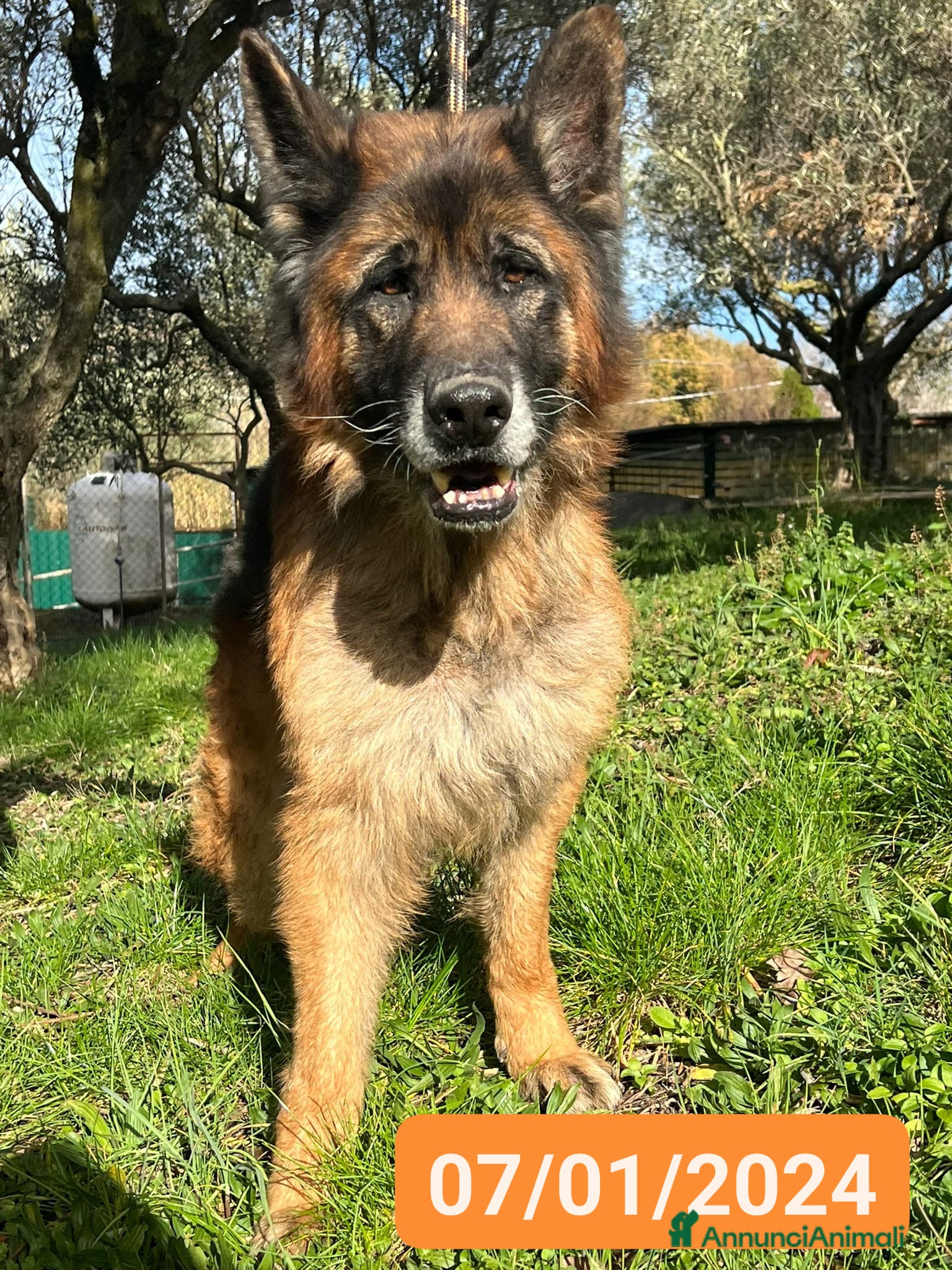 Meticcio cani HAEGAR abbandonato perchè vecchio - Annuncio 37