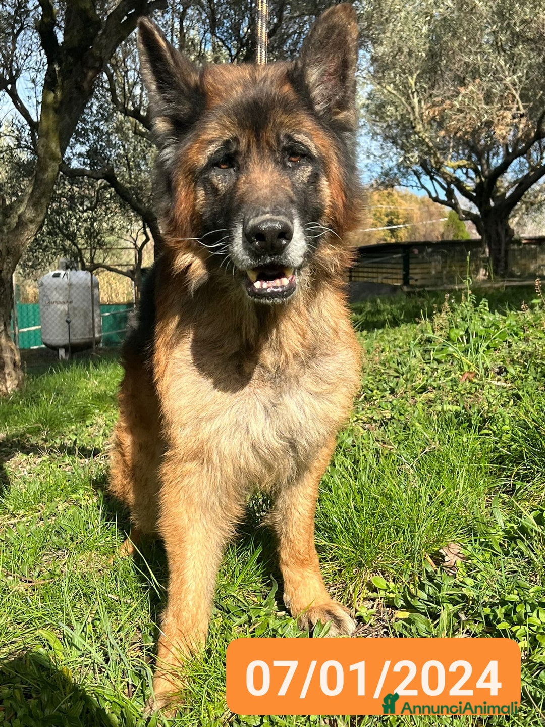 Meticcio cani in regalo: HAEGAR abbandonato perchè vecchio - Annuncio 1