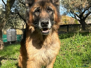Meticcio cani HAEGAR abbandonato perchè vecchio - Annuncio 28