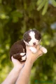 Australian Shepherd Cucciolo 8