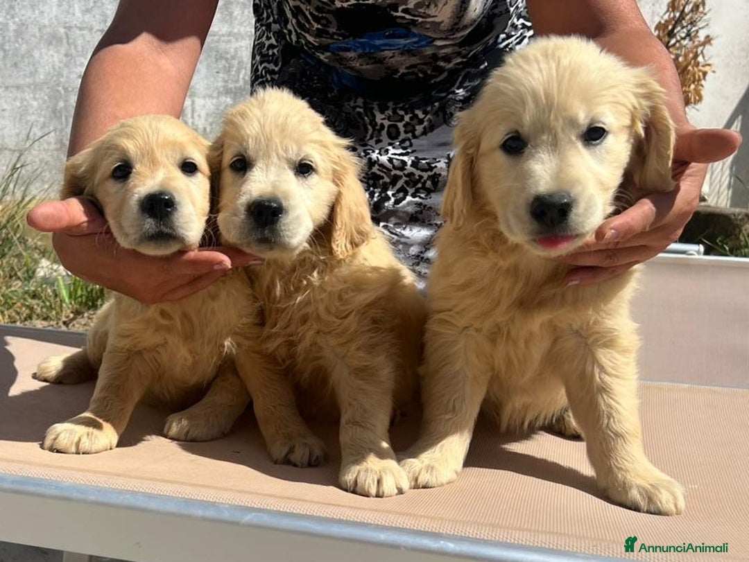 Golden Retriever cani in vendita: Cuccioli di golden retriever linea inglese  a Provincia di Mantova - Immagine 6
