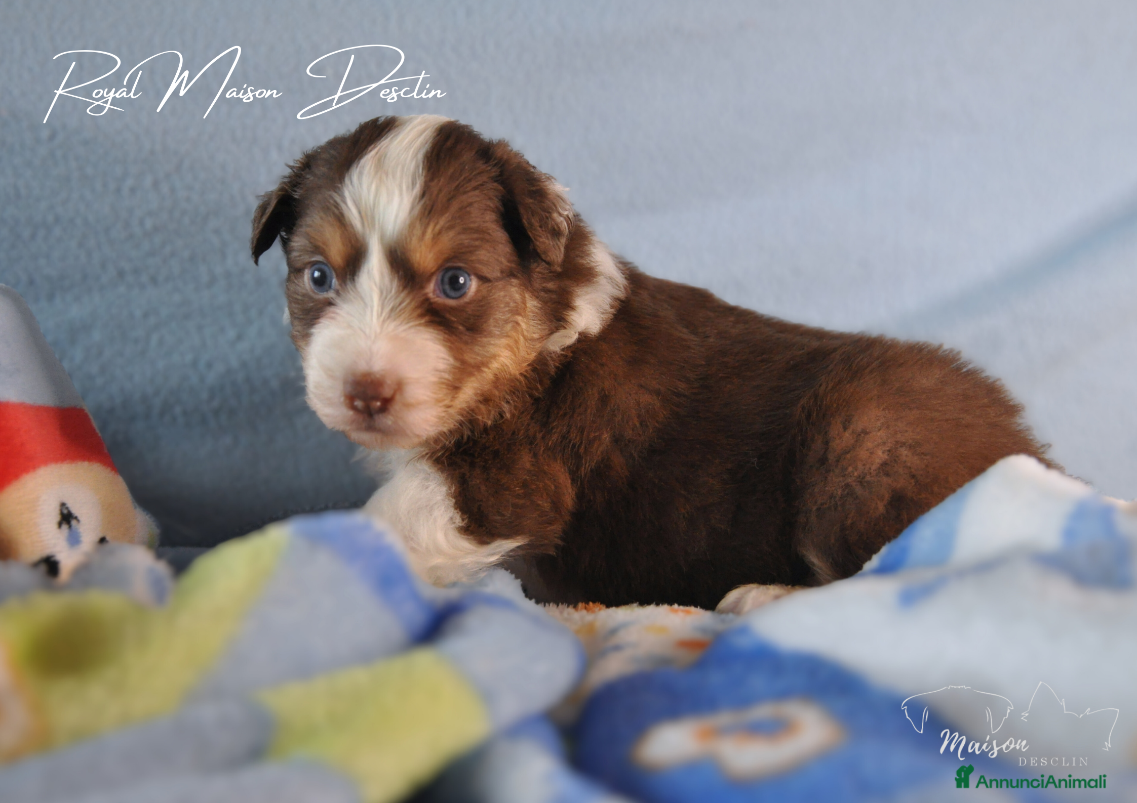 Australian Shepherd cani Cuccioli pastore australiano  - Annuncio 5