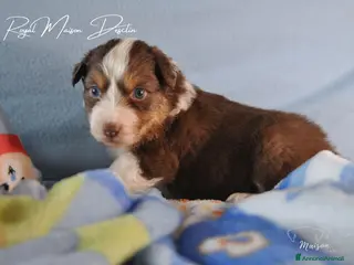 Australian Shepherd cani Cuccioli pastore australiano - Annuncio 5