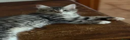 Maine Coon gatti in vendita: Maine coon femmine - Annuncio 8