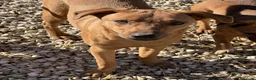 Meticcio cani in regalo: AARON e ARES, i cuccioloni più dolci e sfortunati! - Annuncio 8