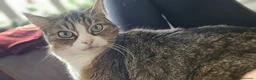 Meticcio gatti in regalo: MICINI ABBANDONATI: EMERGENZA! a Città metropolitana di Milano - Annuncio 2