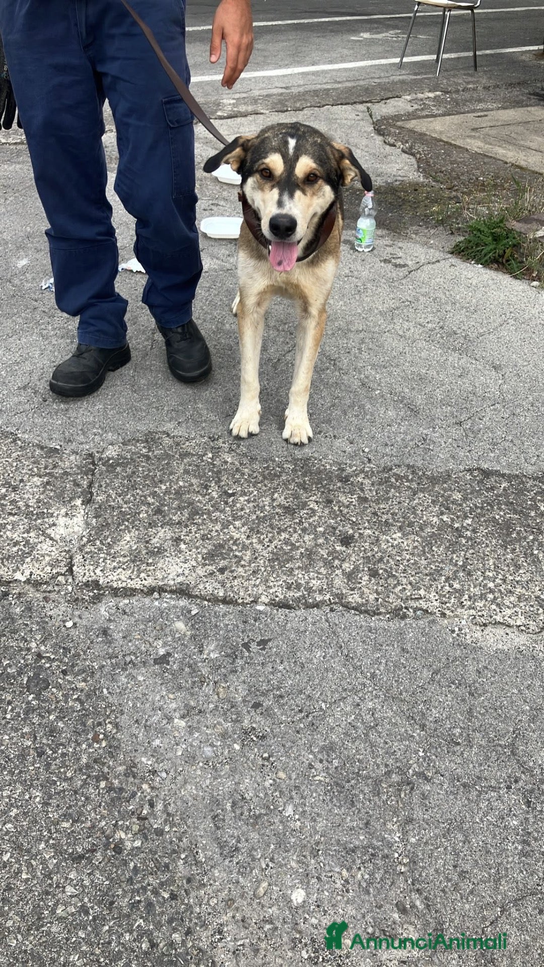 Altre razze cani Cane dolce cerca famiglia  - Annuncio 6
