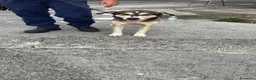 Altre razze cani in regalo: Cane dolce cerca famiglia  - Annuncio 1