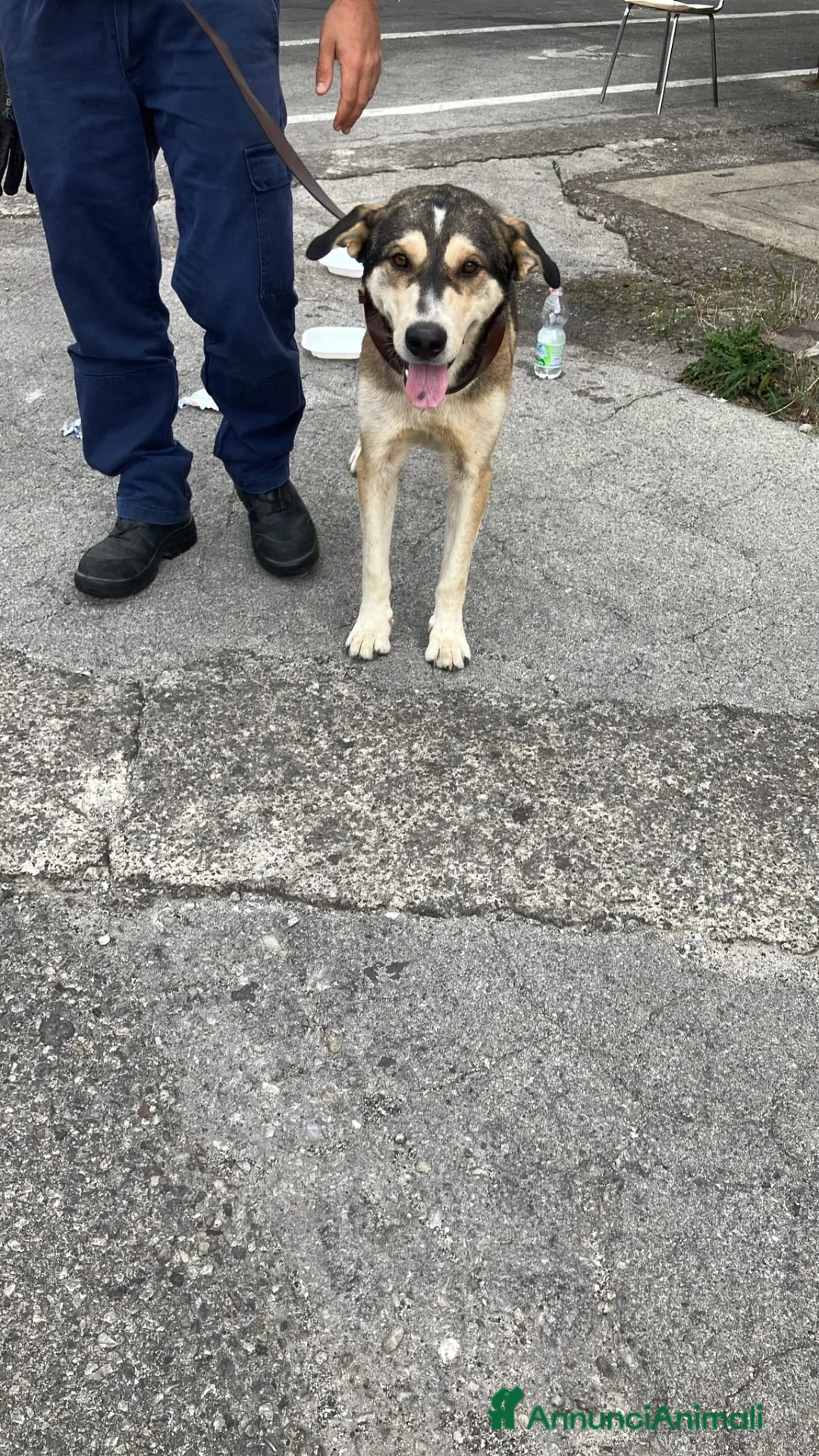 Altre razze cani in regalo: Cane dolce cerca famiglia  - Annuncio 1