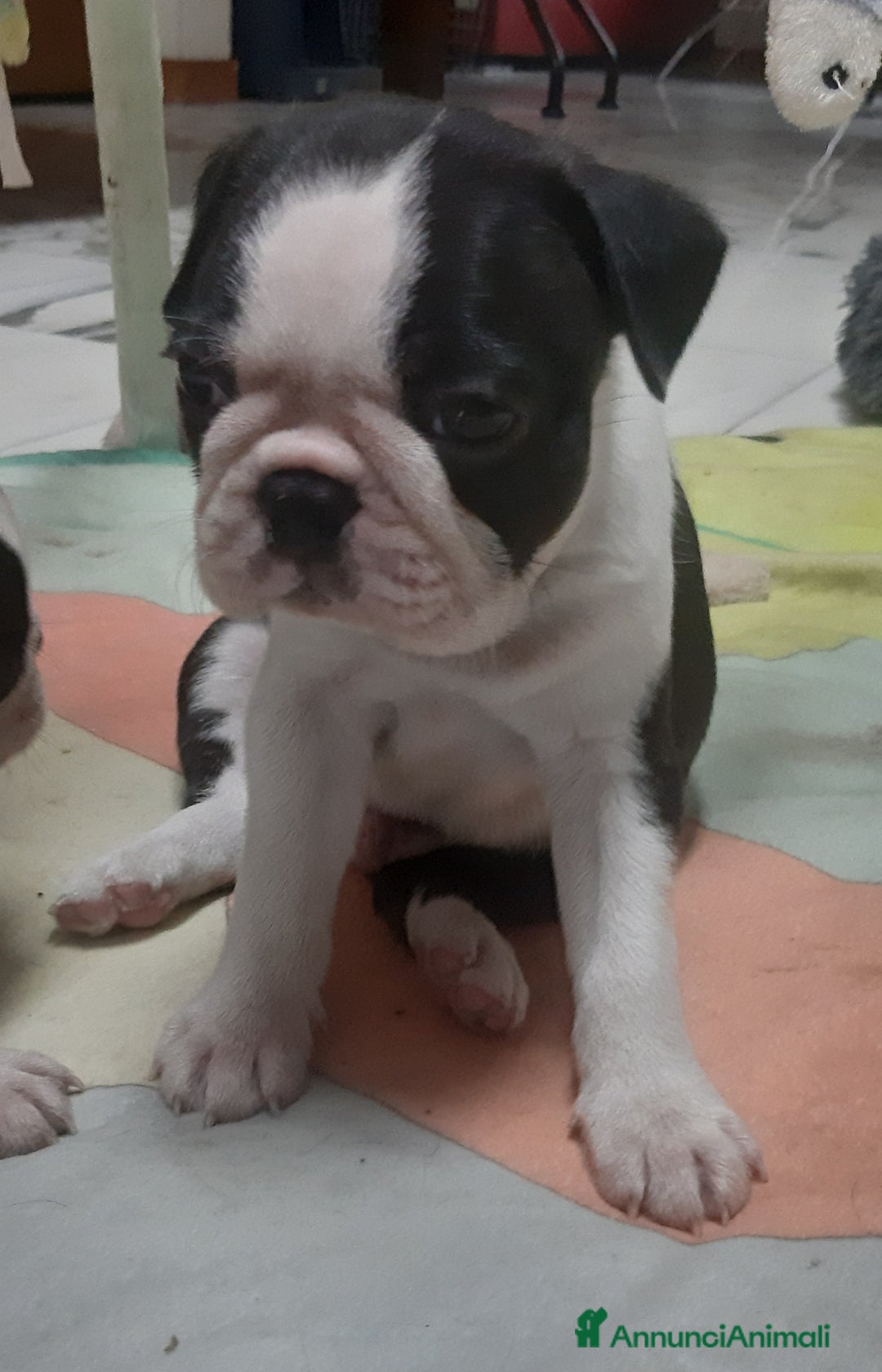 Boston Terrier cani in vendita: Boston terrier con pedigree  a Metropolitan City of Milan - Immagine 2