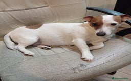Jack Russell cani in vendita: Jack Russell Terrier maschi a Provincia di Ravenna - Immagine 8