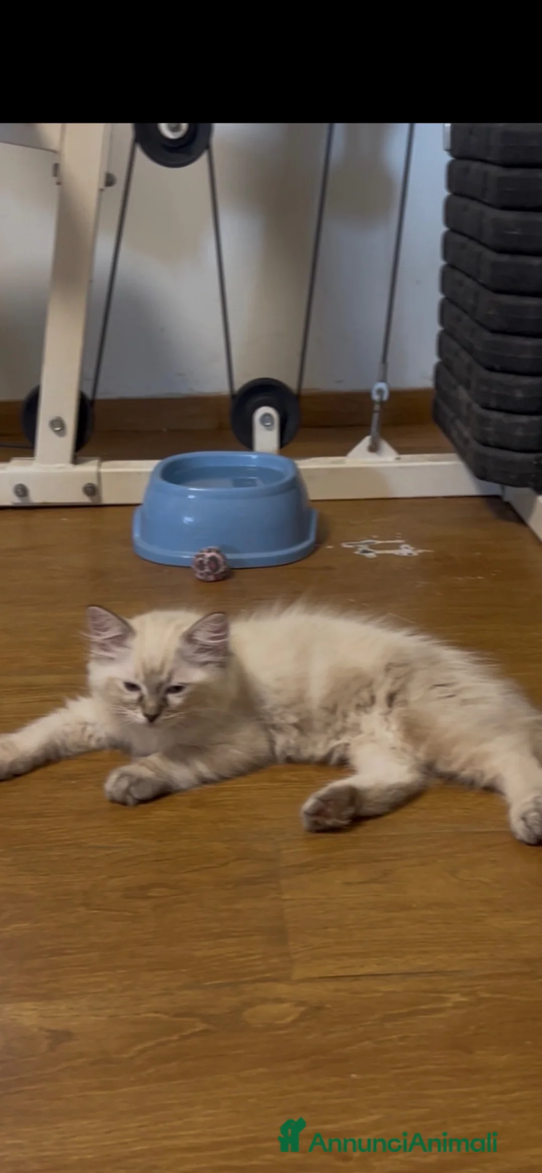 Ragdoll gatti in vendita: Gattini Ragdol  - Annuncio 4