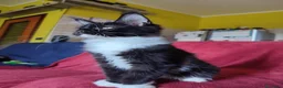 Maine Coon gatti in vendita: Meravigliose sorelline Maine Coon disponibili - Annuncio 8