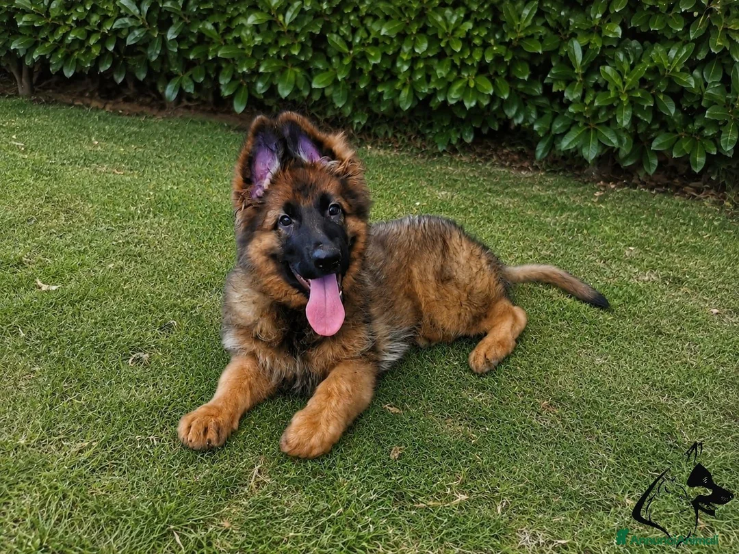 Pastore Tedesco cani in vendita: Pastore tedesco pelo lungo grigio. vera chicca. - Annuncio 1