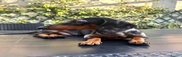 Bassotto cani per accoppiamento: Bassotto Tri Merlè per Monta a Provincia di Monza e della Brianza - Annuncio 2