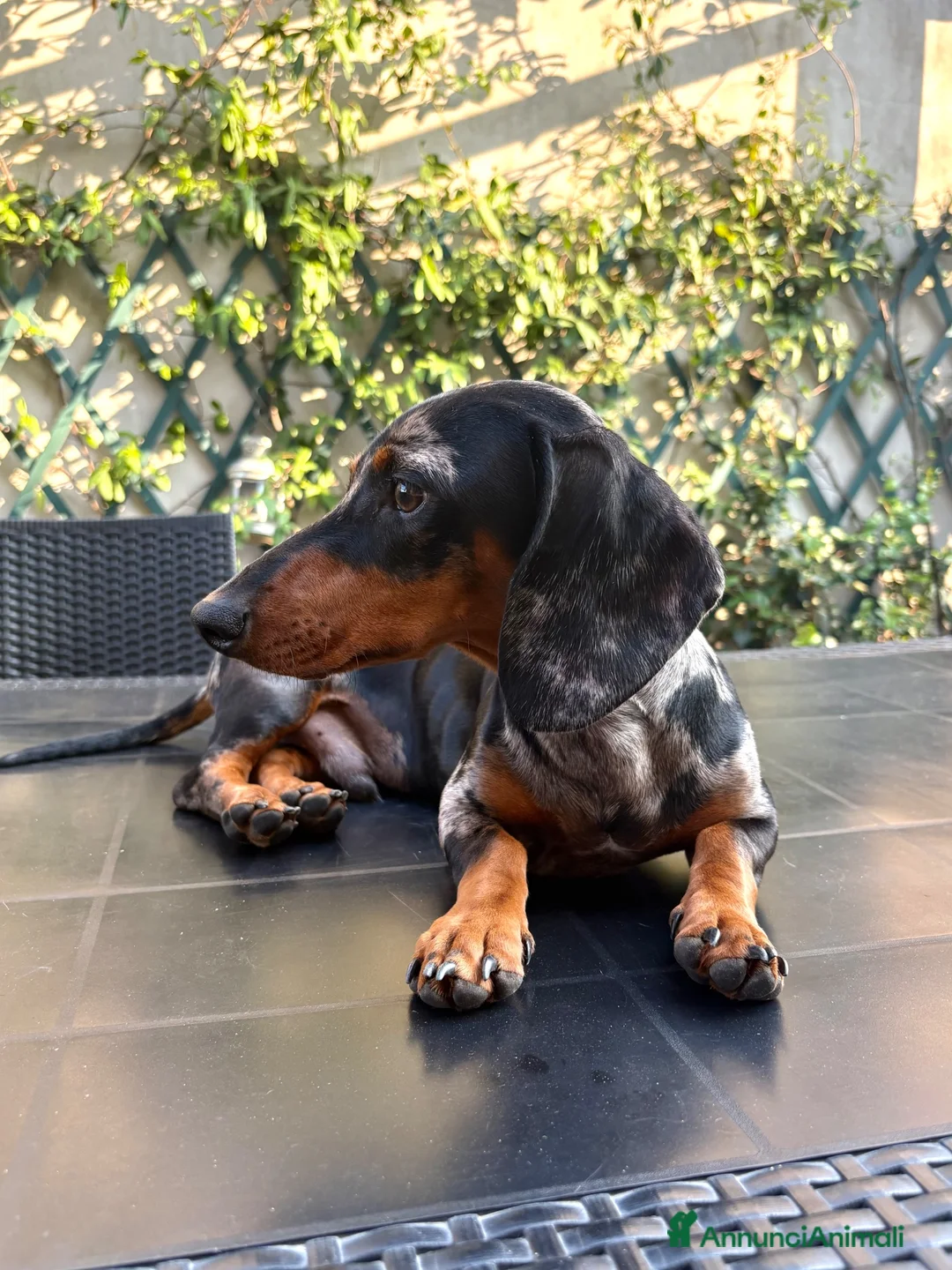 Bassotto cani per accoppiamento: Bassotto Tri Merlè per Monta a Provincia di Monza e della Brianza - Annuncio 2
