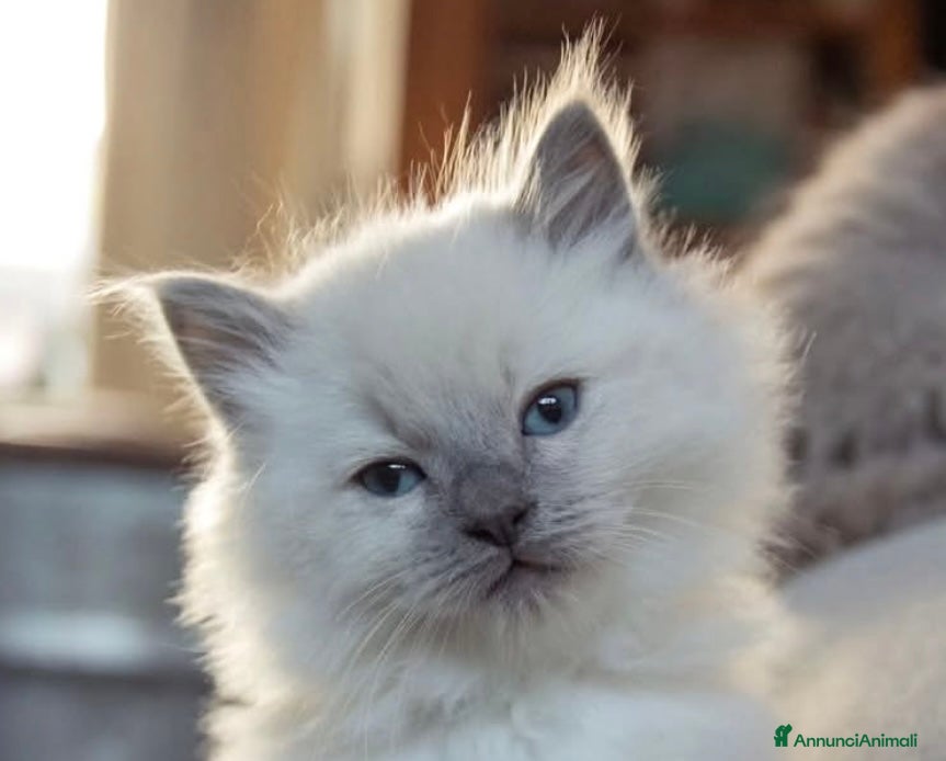 Ragdoll gatti Ragdoll cucciolo  - Annuncio 36