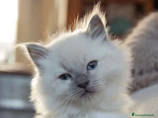 Ragdoll gatti Ragdoll cucciolo - Annuncio 23