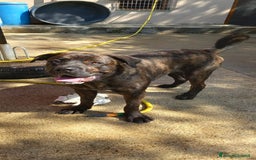 Cane Corso cani in regalo: DJ, Rotticorso a Provincia di Vercelli - Immagine 6