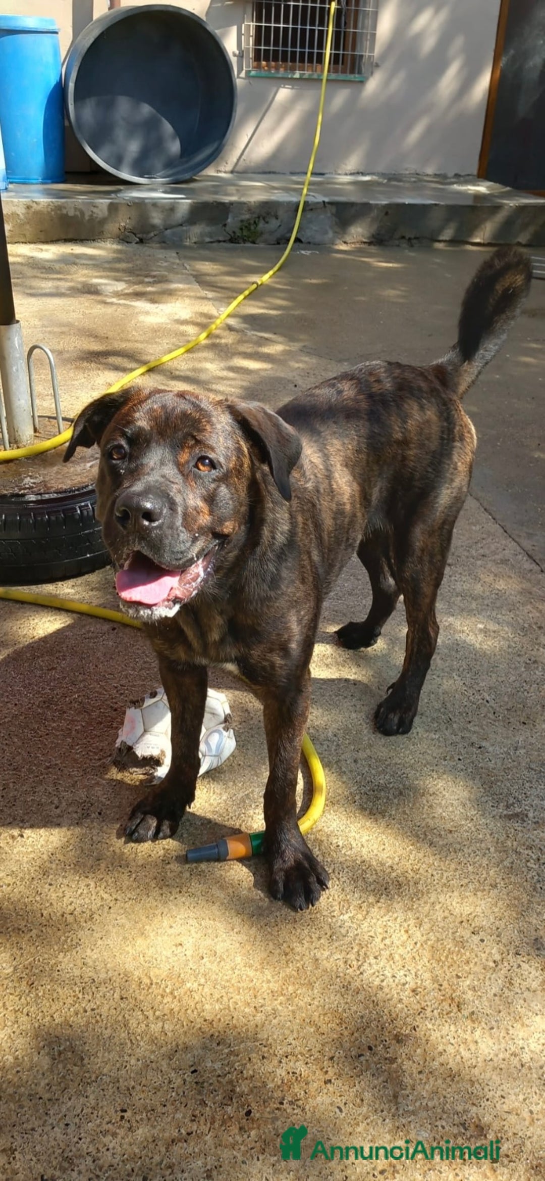 Cane Corso cani in regalo: DJ, Rotticorso a Provincia di Vercelli - Immagine 6